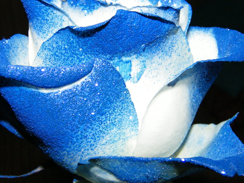 Blue Rose with Glitter — Dramatic, Photograph