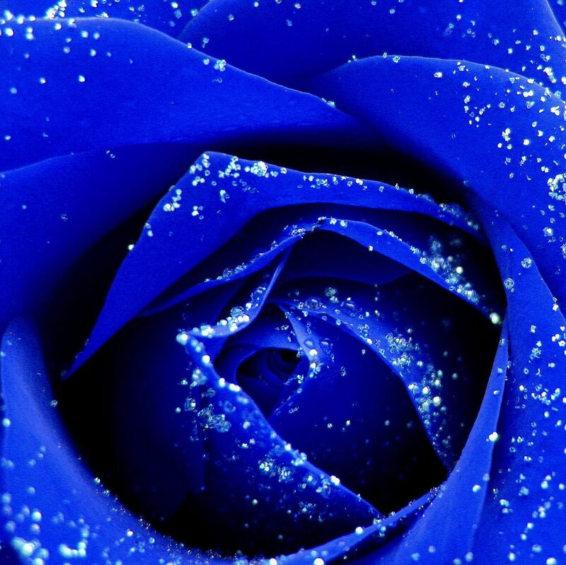 Blue Rose with Glitter — Dramatic