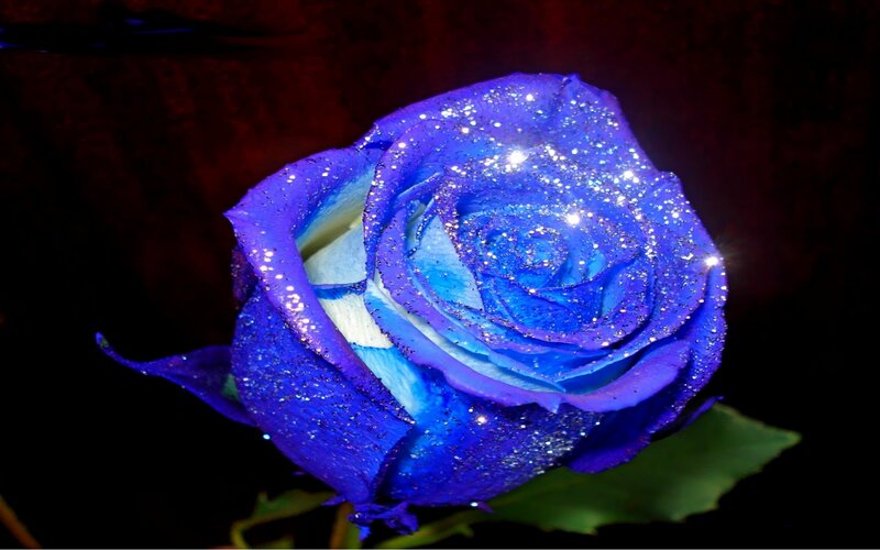 blue rose with glitter