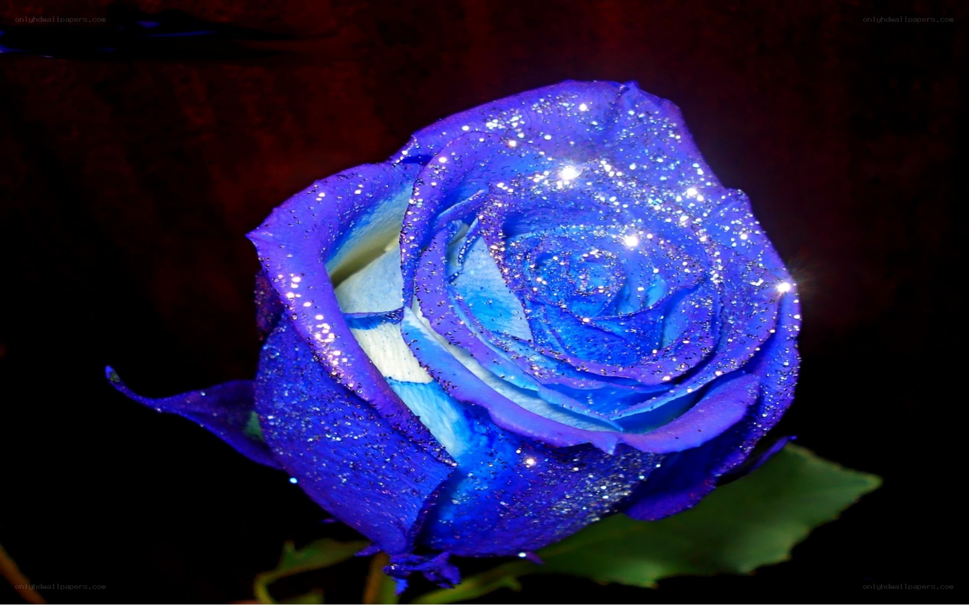 blue rose with glitter