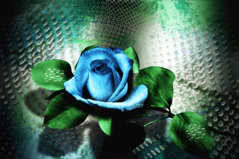 Blue Rose with Green Leaves — Dramatic