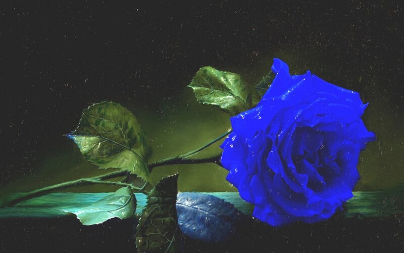 Blue Rose with Leaves — Dramatic, Night