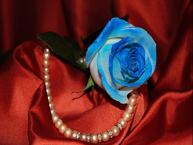 Blue Rose with Pearl Necklace