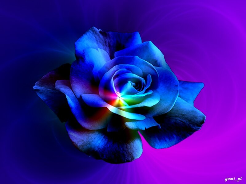 Blue Rose with Rainbow Center