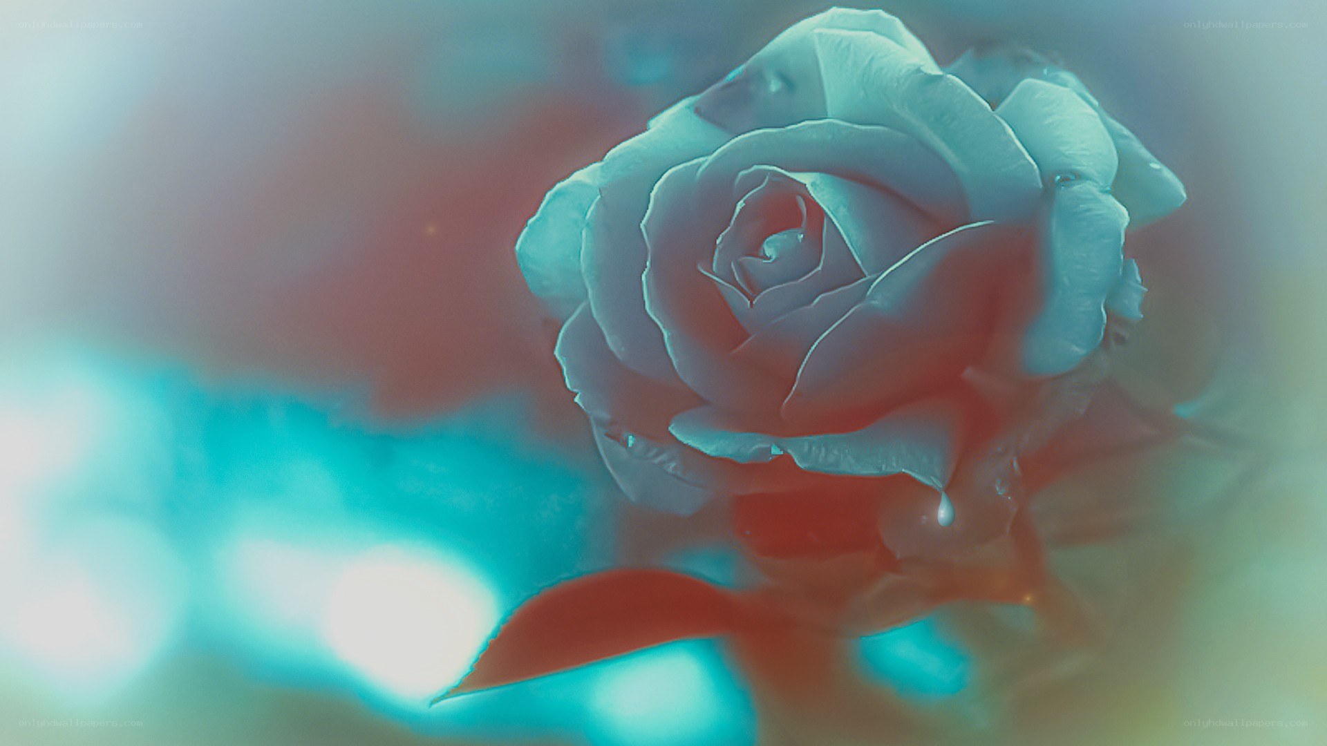 blue rose with red glow