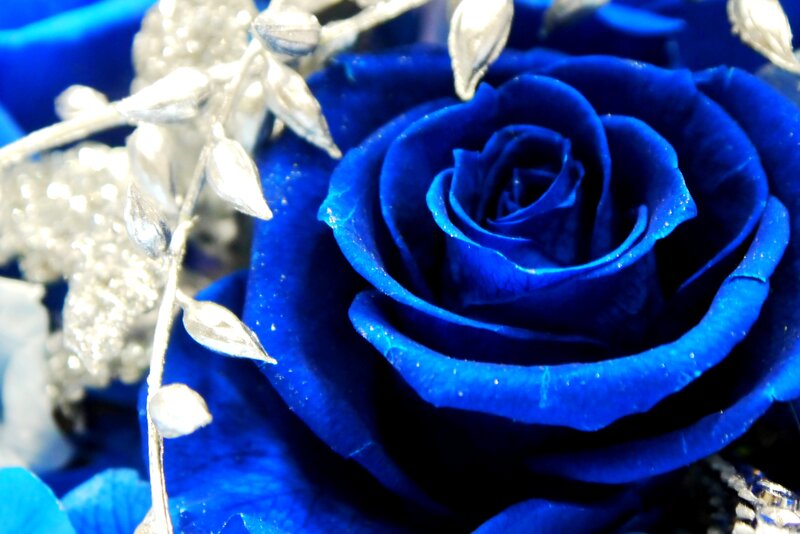 Blue Rose with Silver Leaves