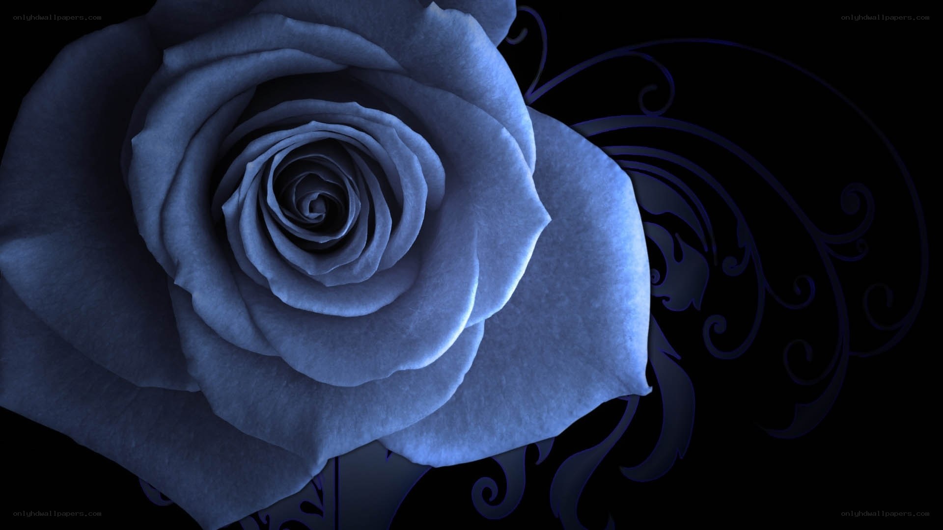 blue rose with swirls