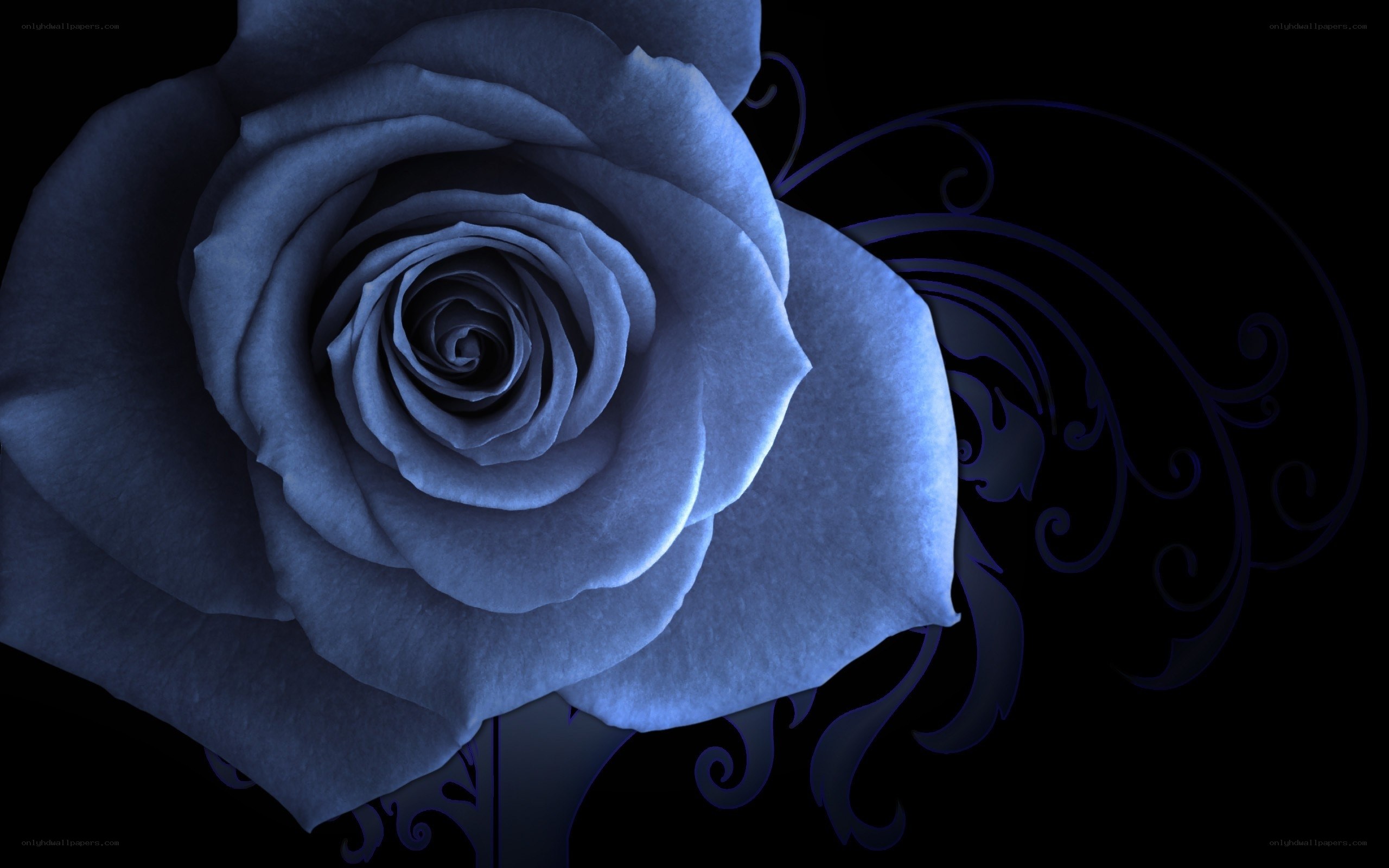 blue rose with swirls