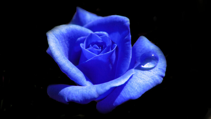 Blue Rose with Water Droplet — Dramatic, Photograph