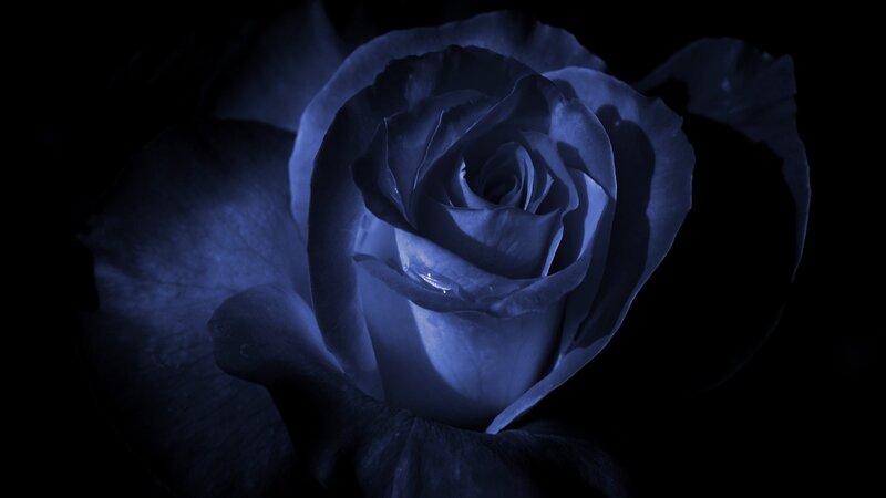 Blue Rose with Water Droplet — Dramatic