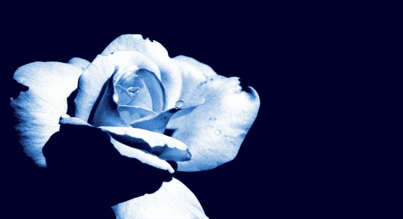 Blue Rose with Water Droplet