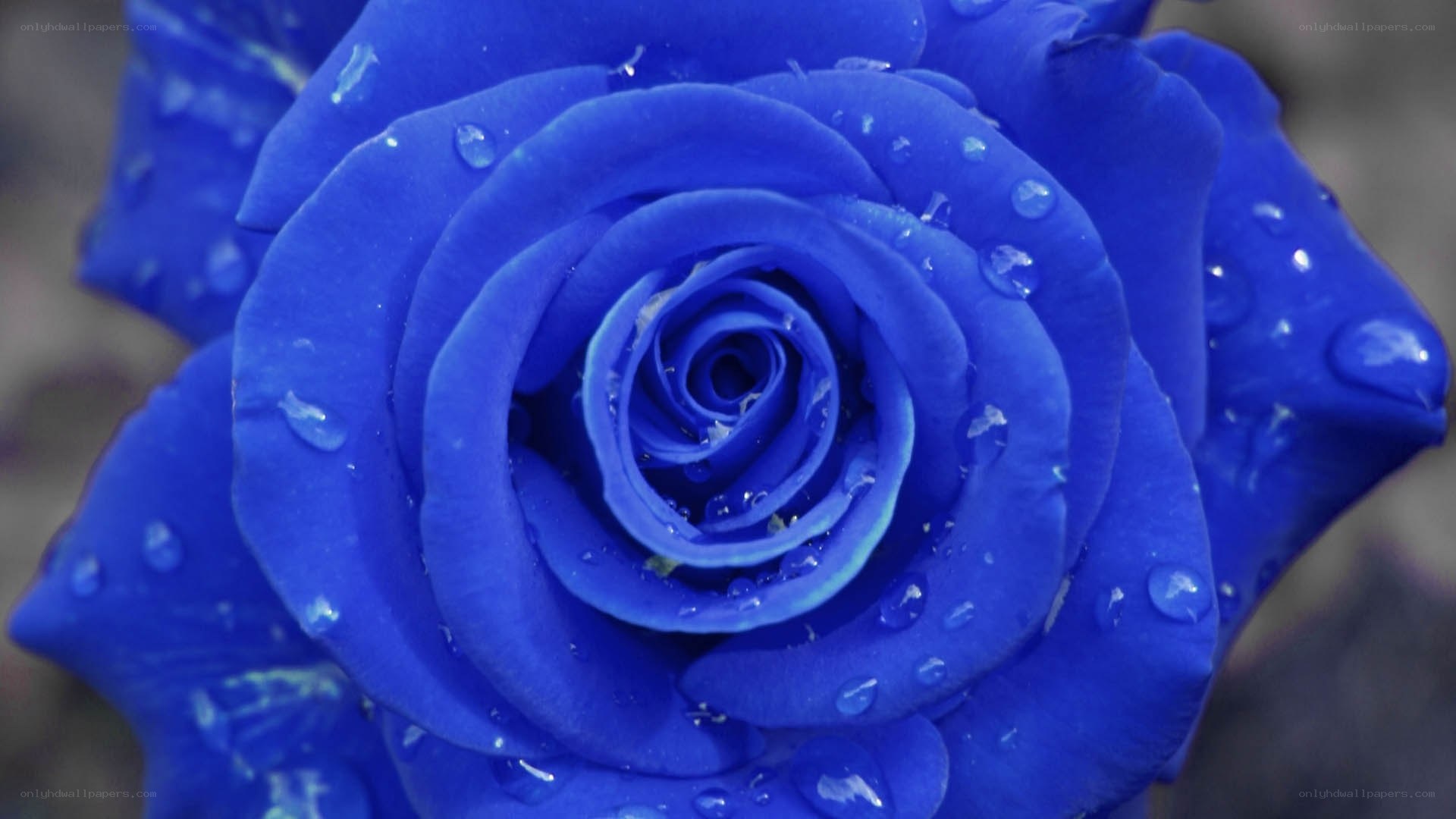 Blue rose with water droplets