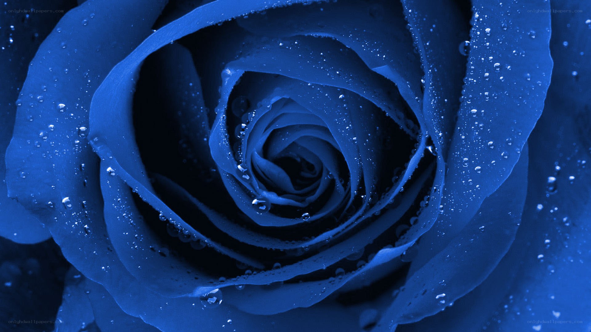 blue rose with water droplets