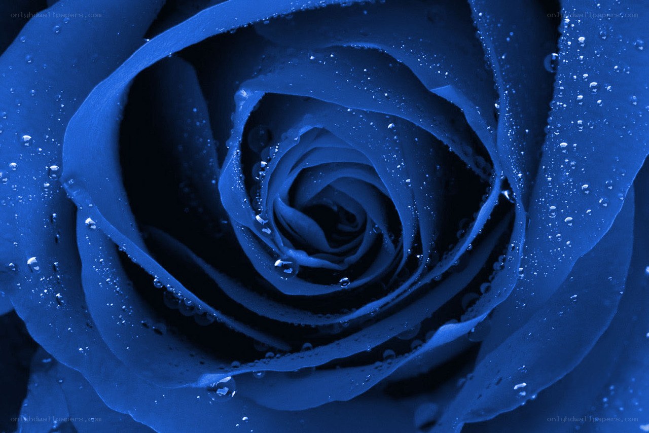 blue rose with water droplets