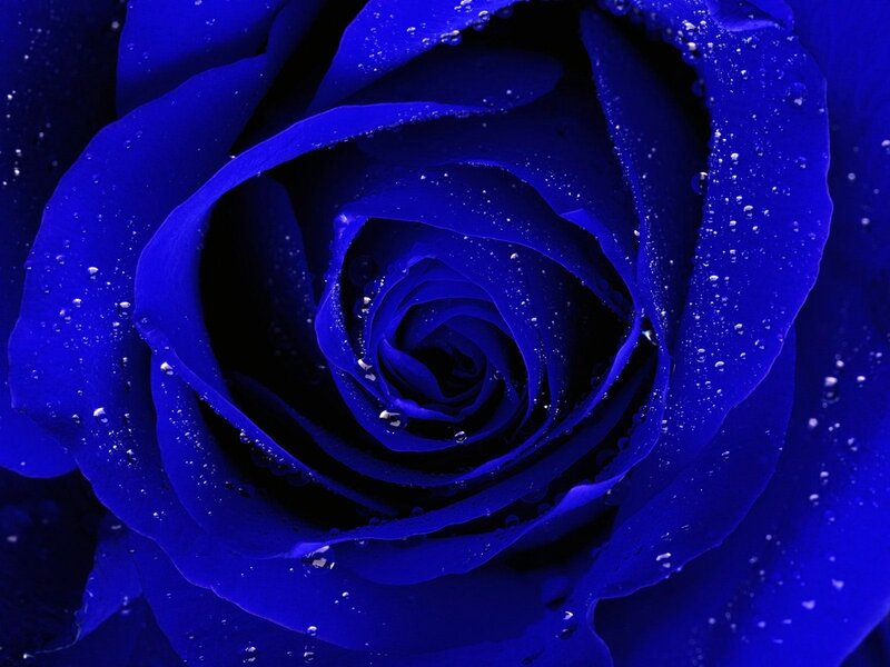 Blue rose with water droplets