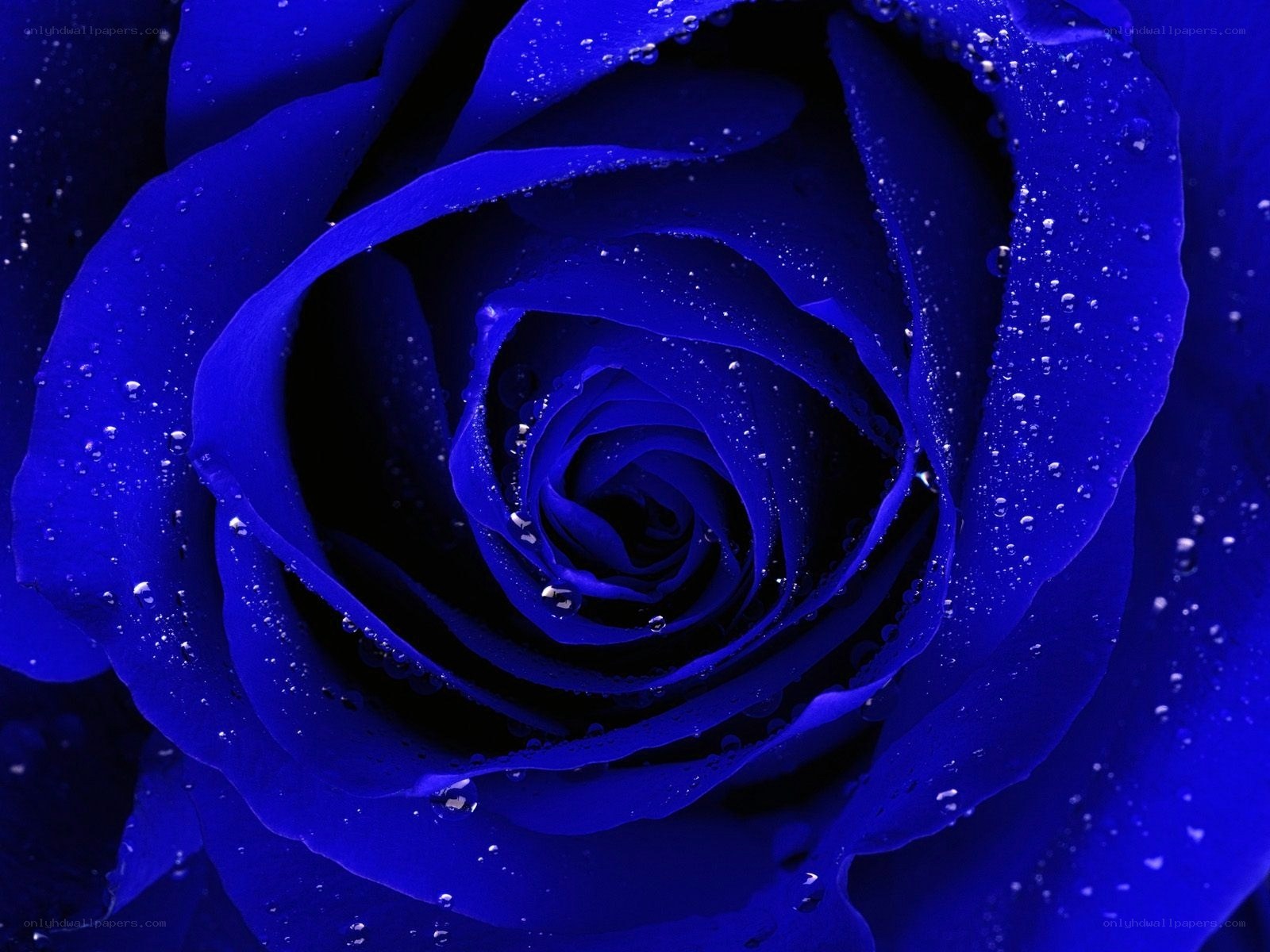 Blue rose with water droplets