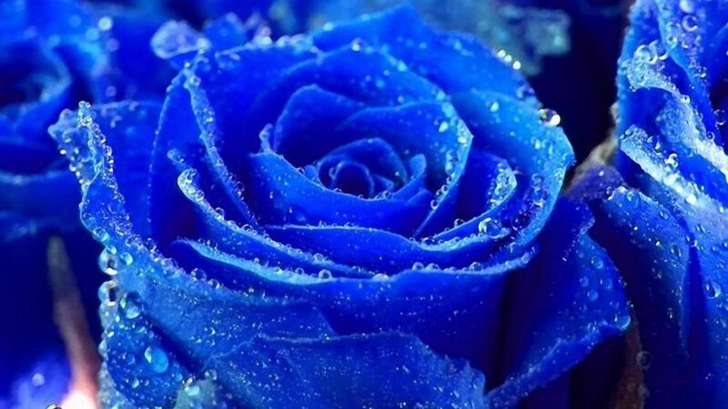 blue rose with water droplets
