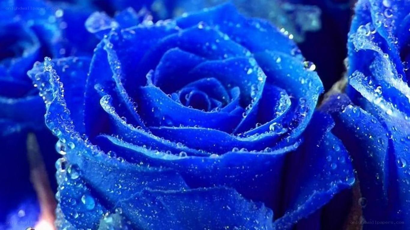 blue rose with water droplets