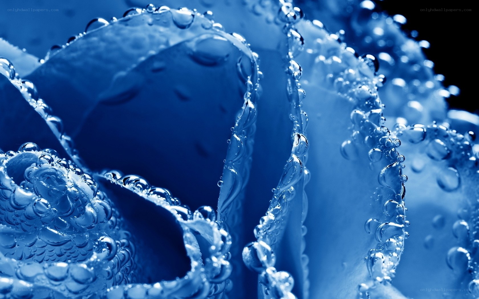 Blue rose with water droplets
