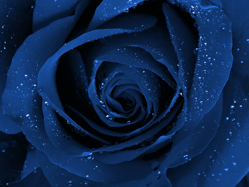 blue rose with water droplets
