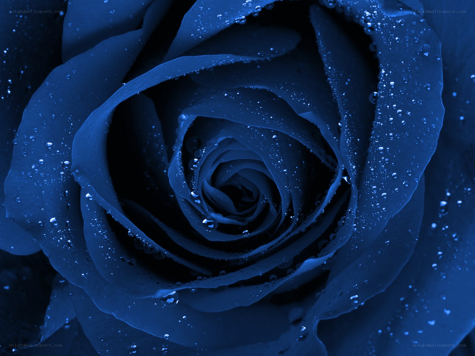 blue rose with water droplets