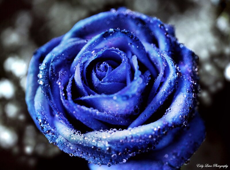 Blue rose with water droplets