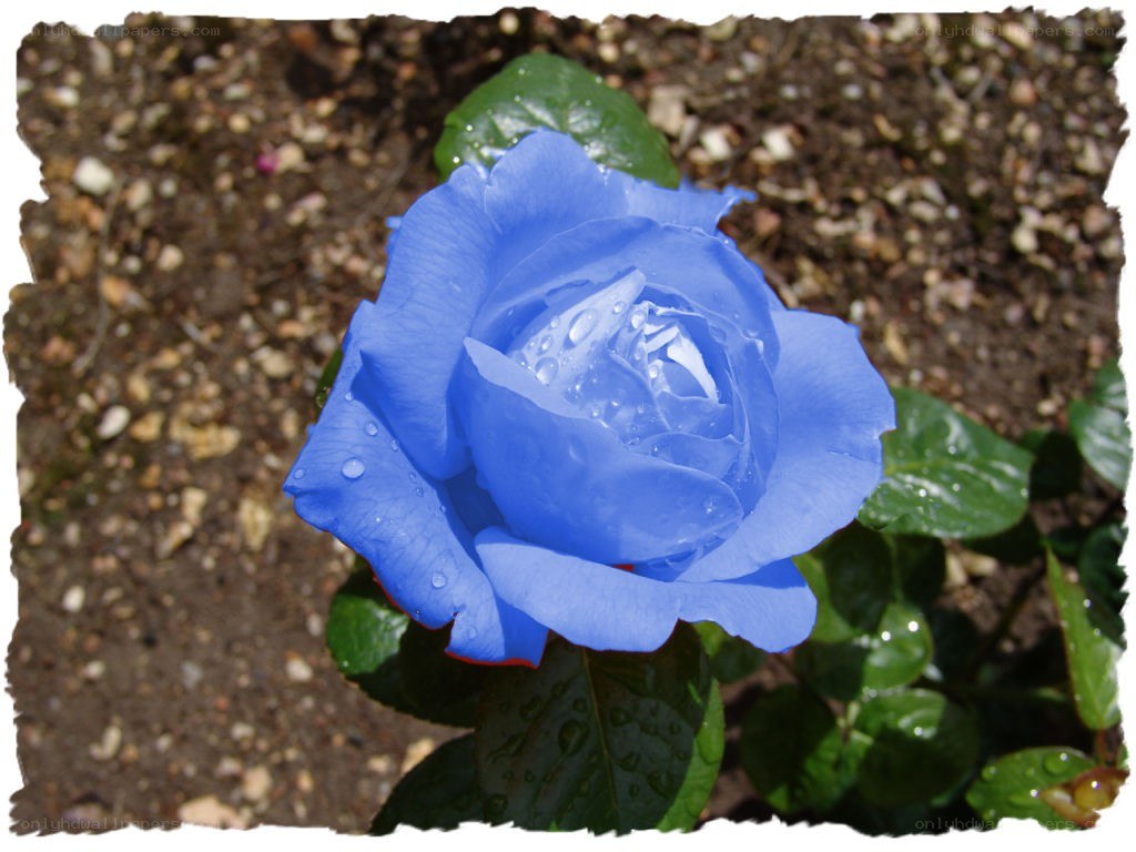Blue rose with water droplets