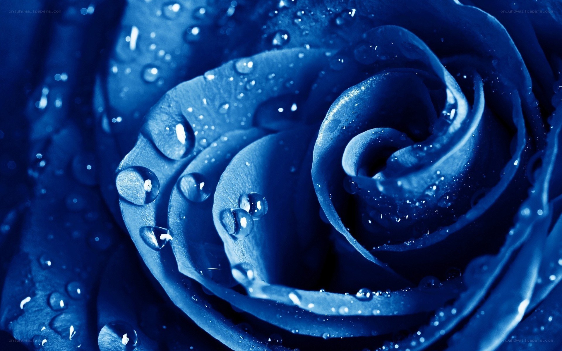 blue rose with water droplets