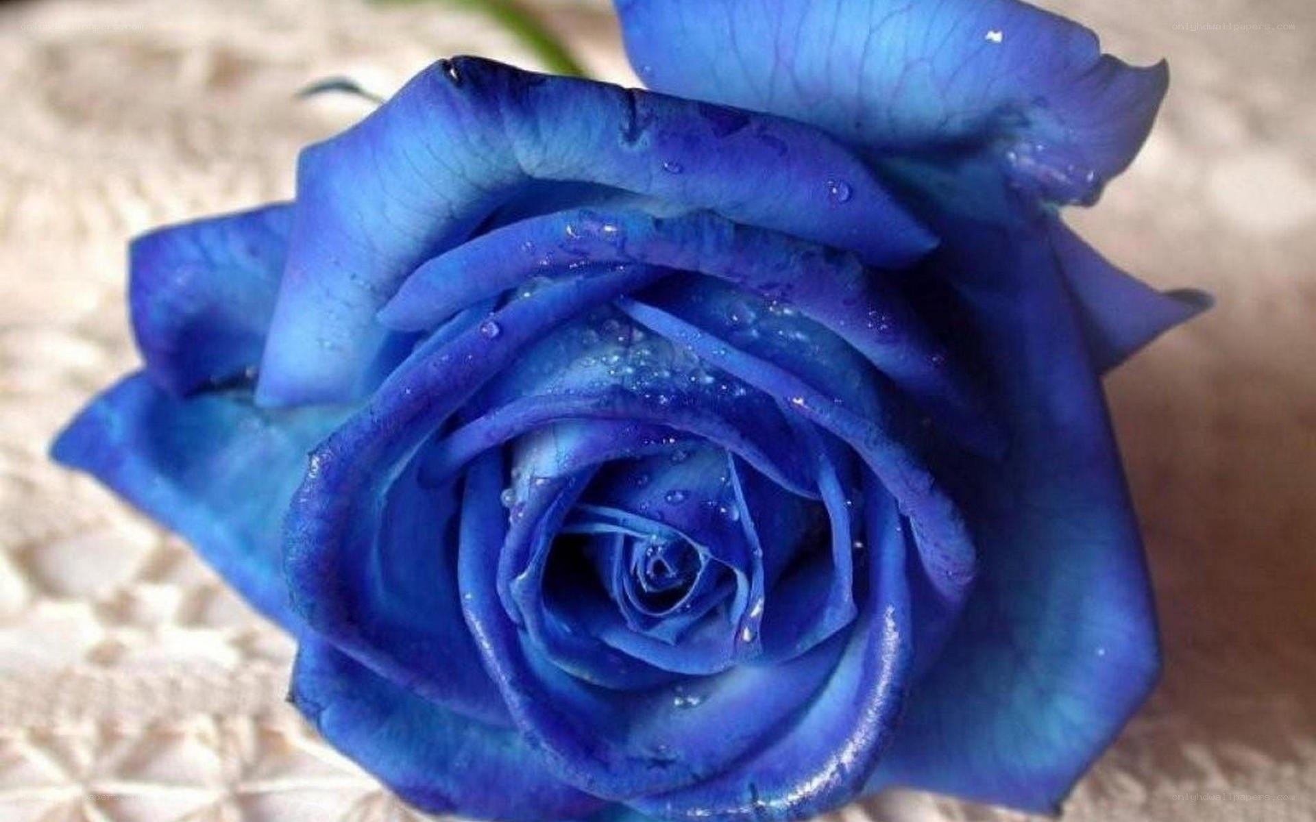 blue rose with water droplets