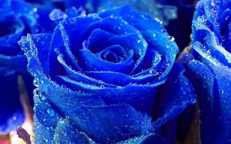 Blue rose with water droplets