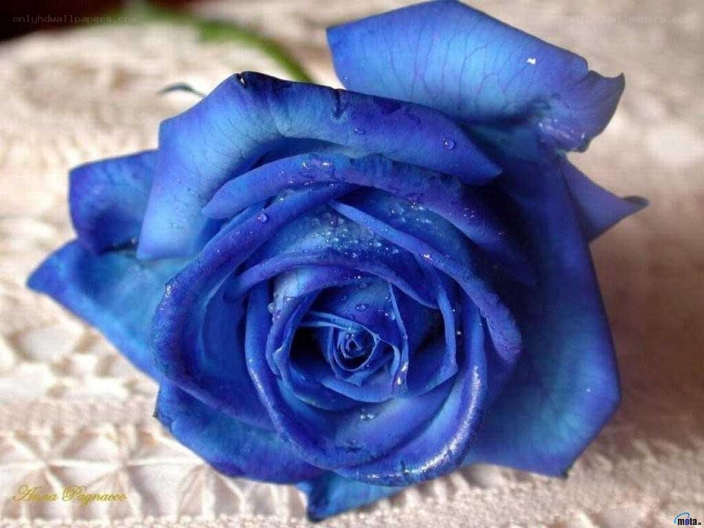 blue rose with water droplets