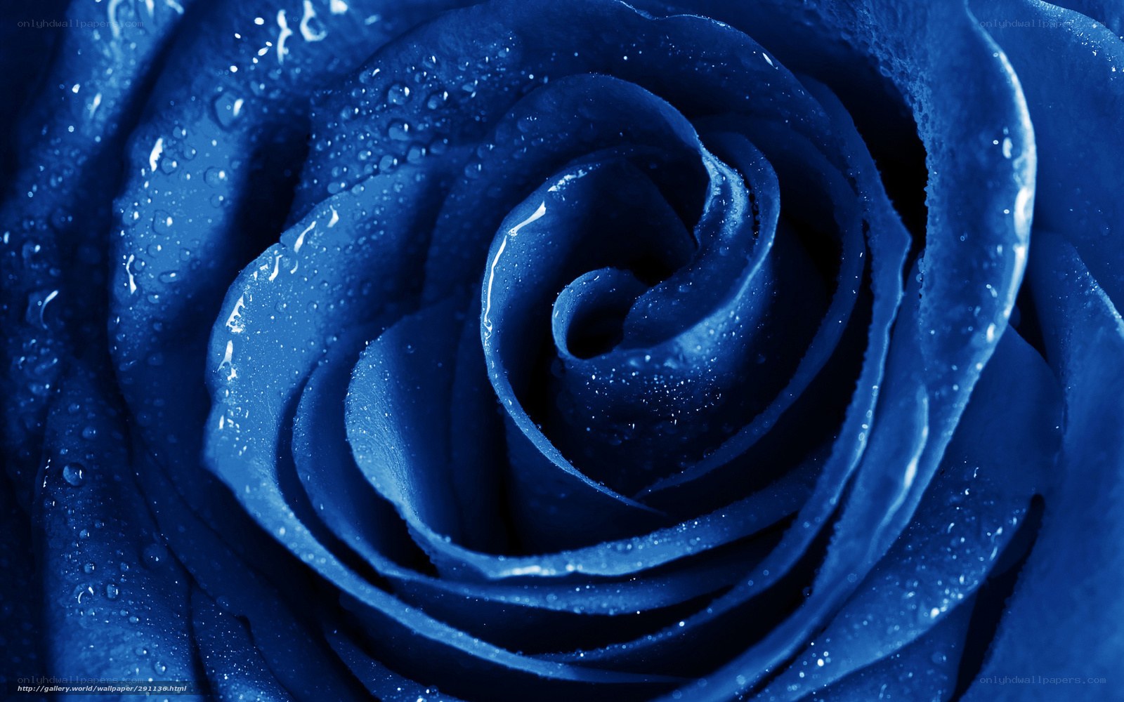 blue rose with water droplets