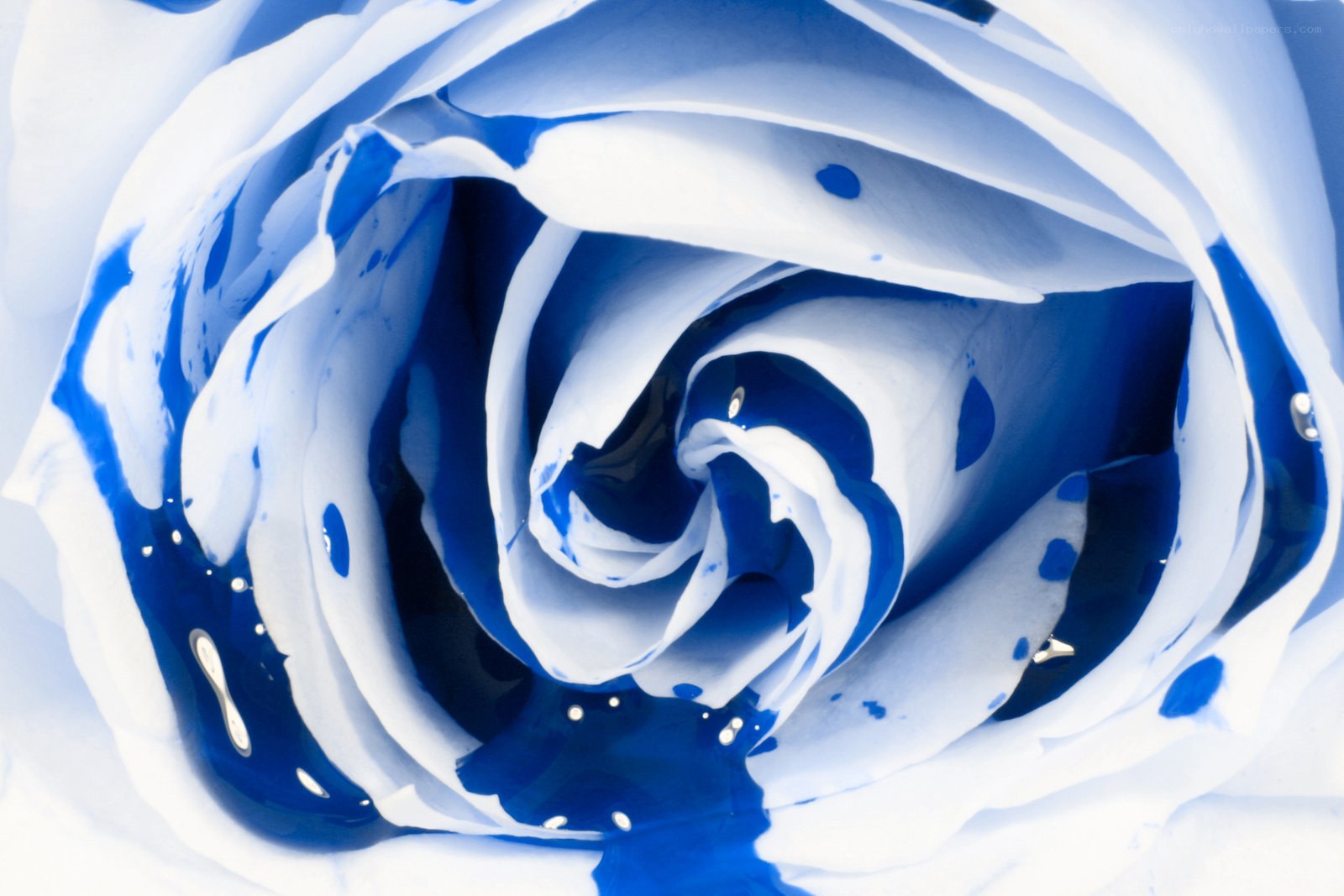 blue rose with water droplets