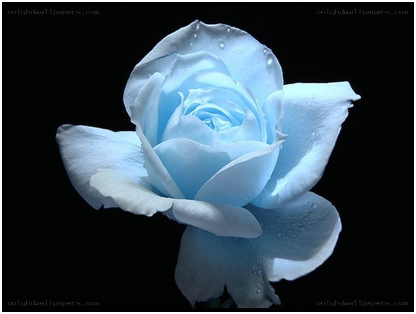 blue rose with water droplets