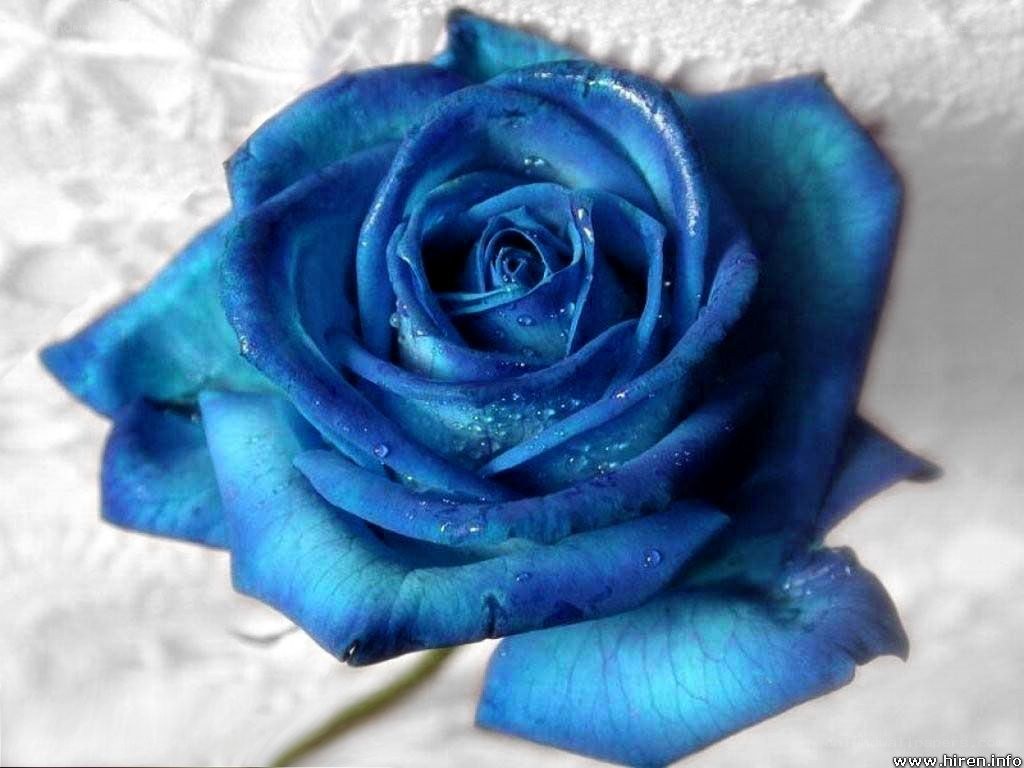 blue rose with water droplets