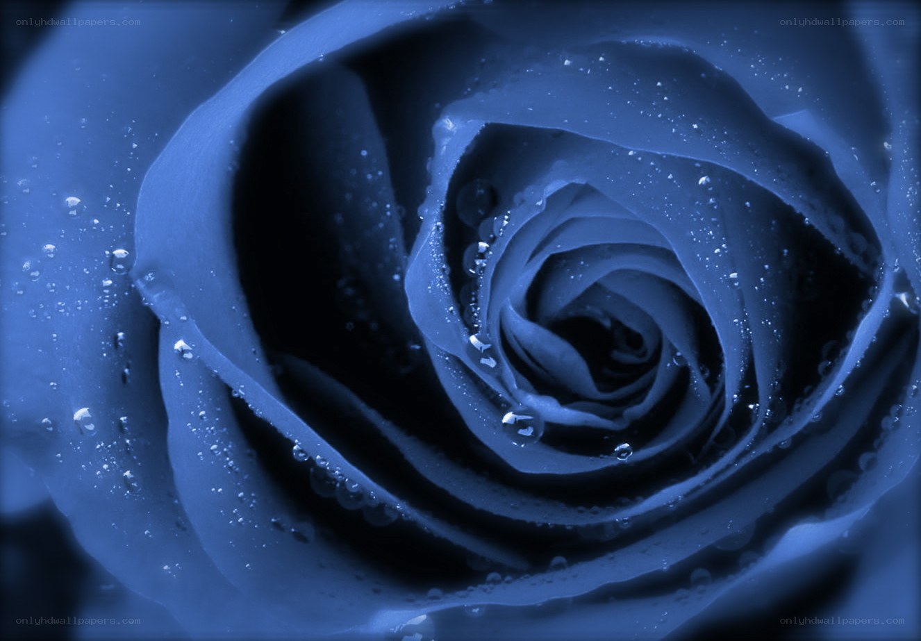 blue rose with water droplets