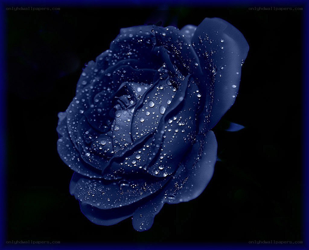 blue rose with water droplets