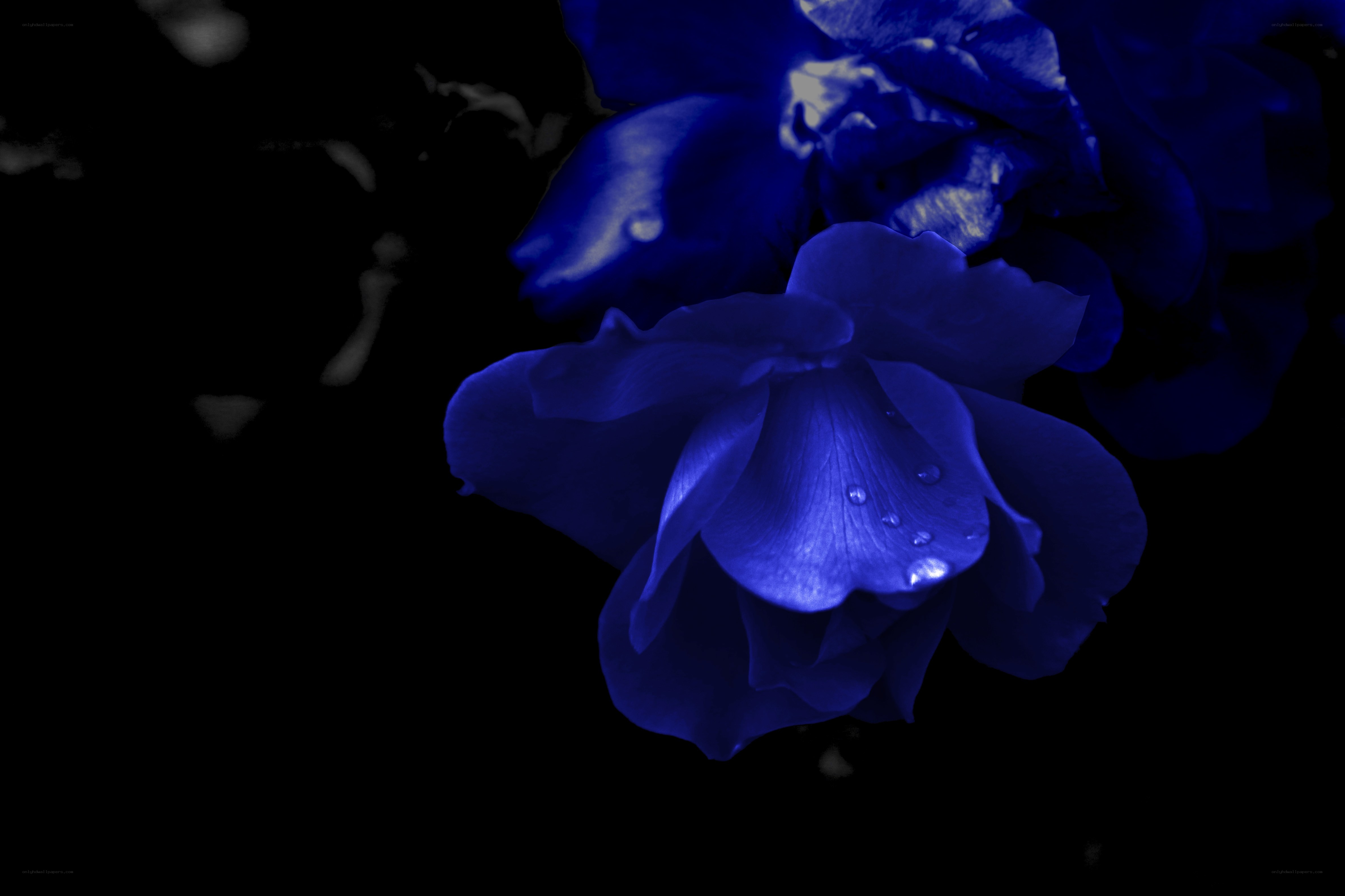 Blue rose with water droplets
