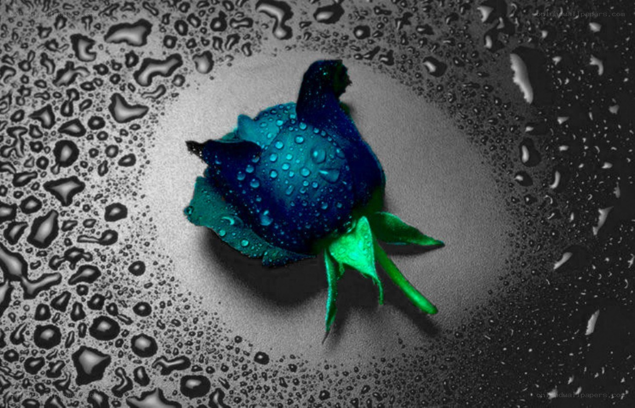 blue rose with water droplets