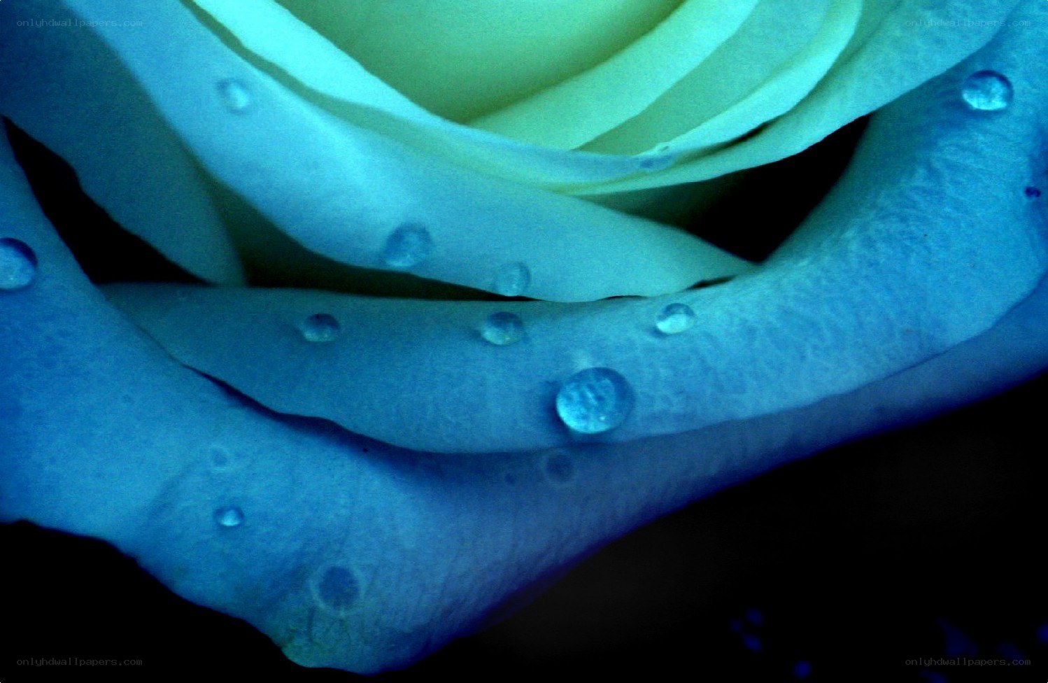 blue rose with water droplets