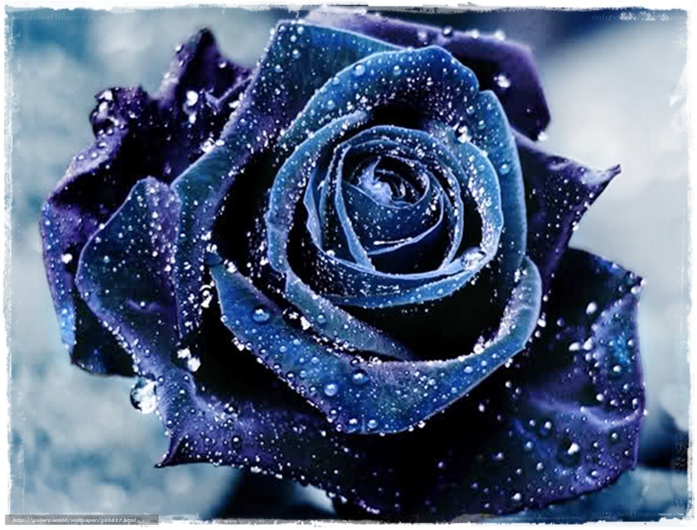 Blue rose with water droplets