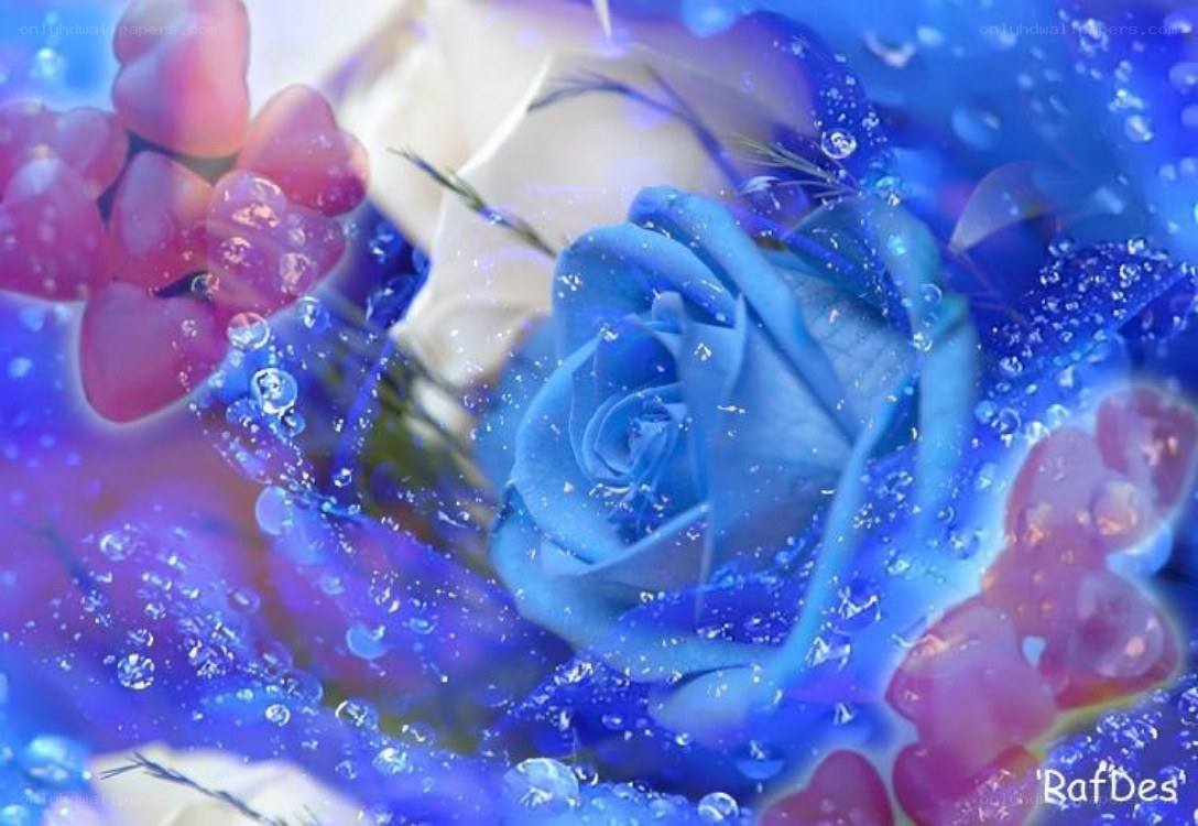 blue rose with water droplets