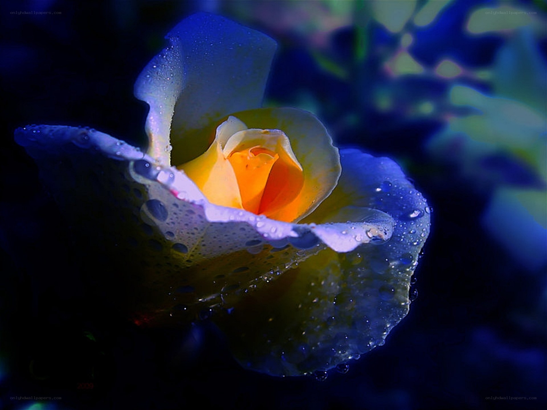 Blue rose with water droplets