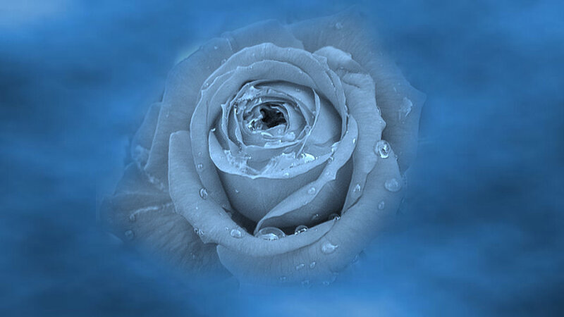 blue rose with water droplets