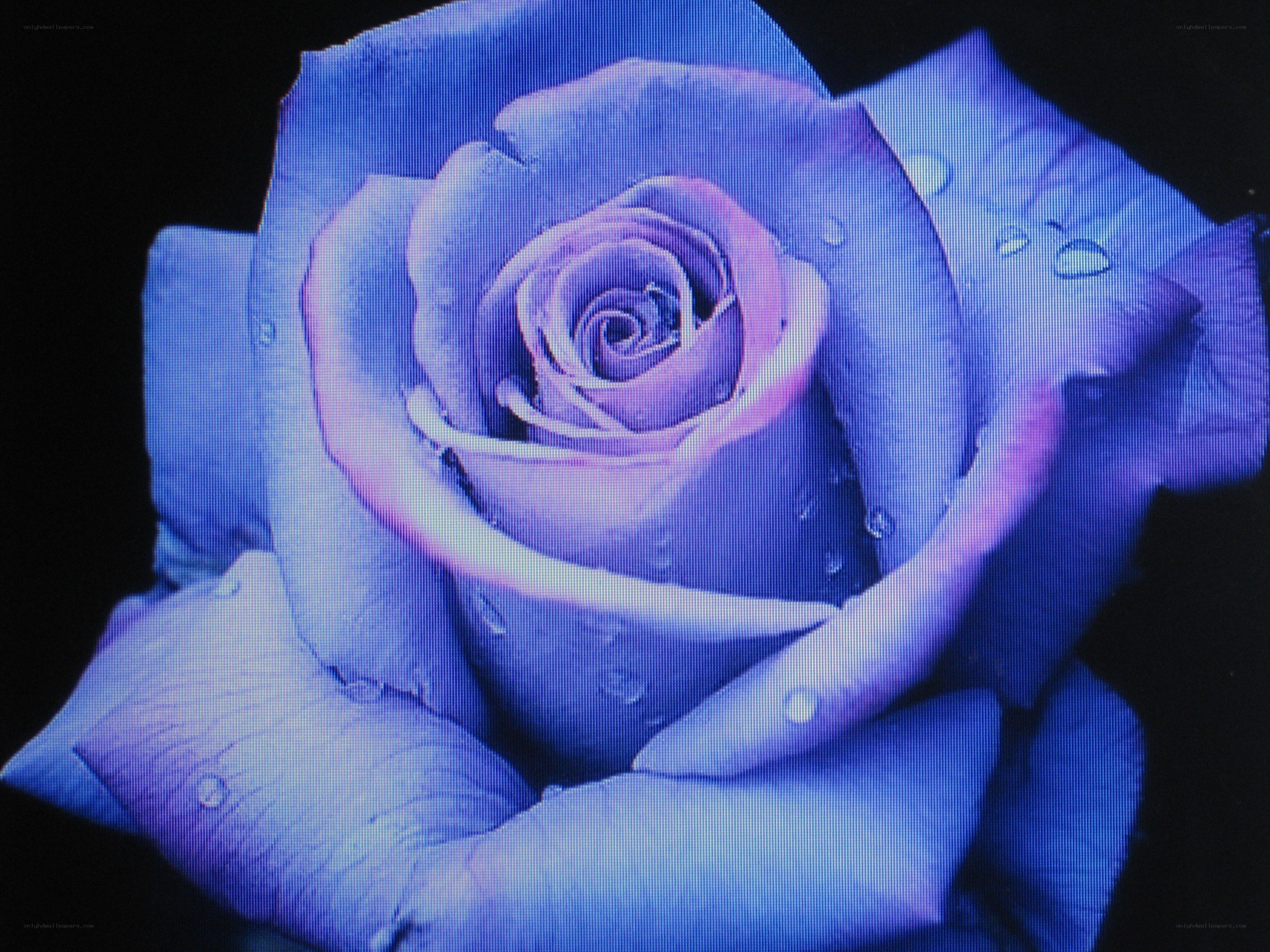 blue rose with water droplets
