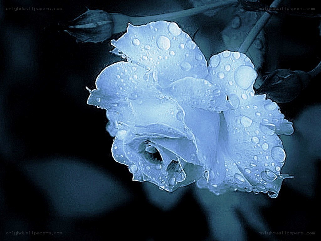 blue rose with water droplets
