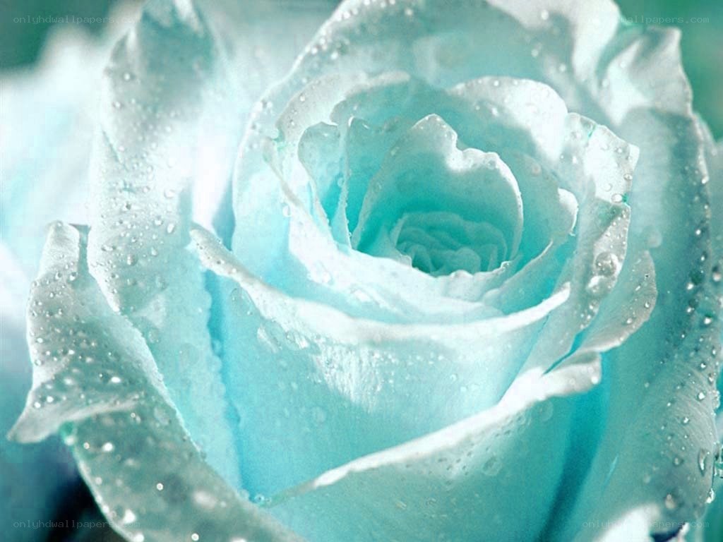 blue rose with water droplets