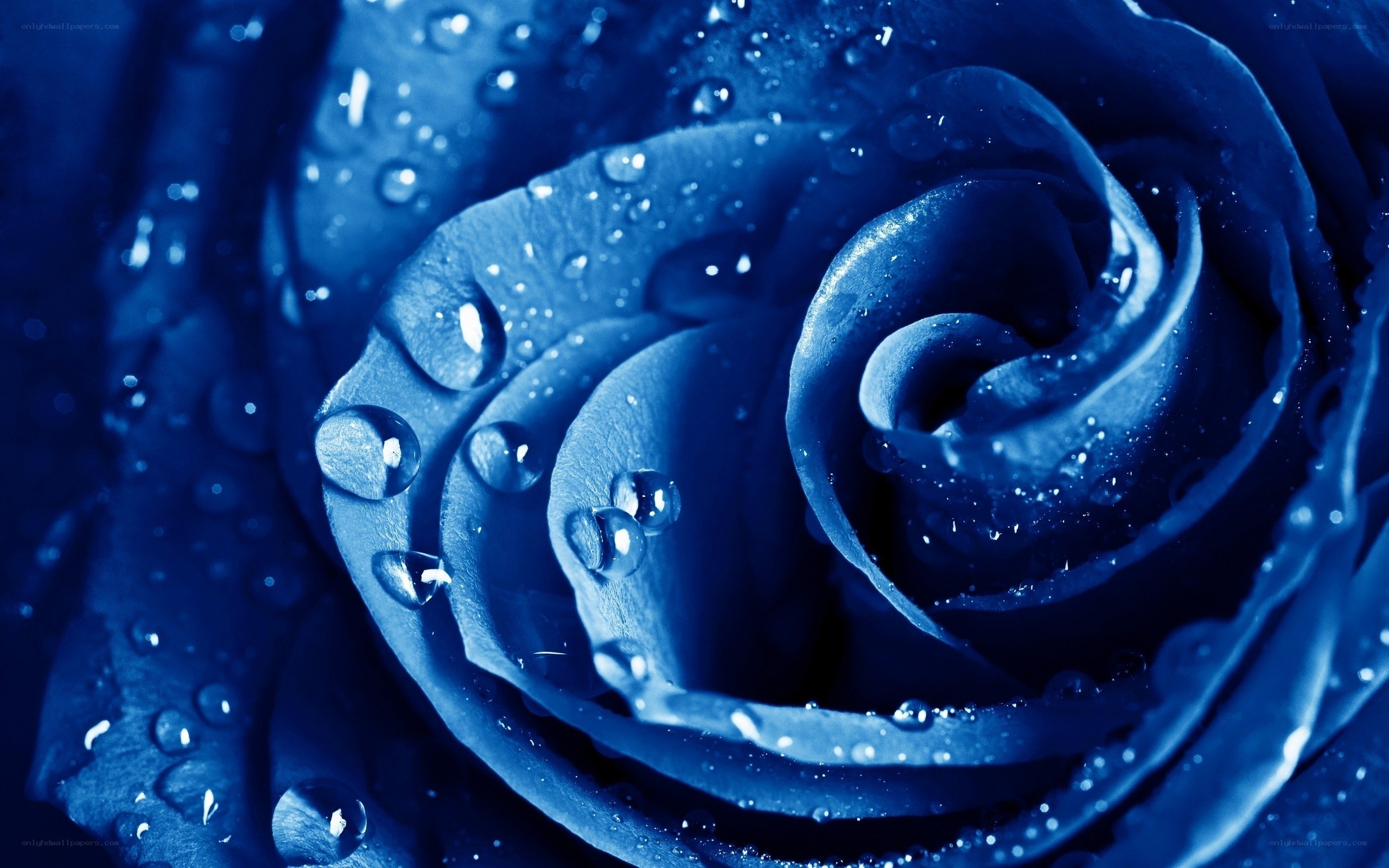 blue rose with water droplets