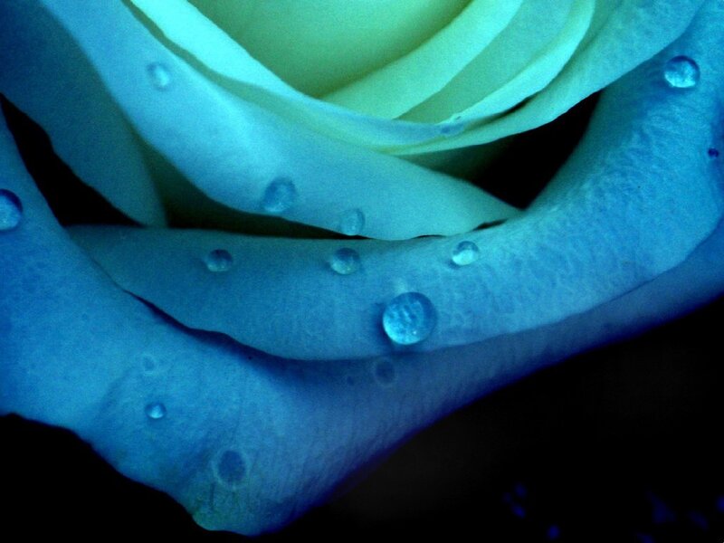 blue rose with water droplets