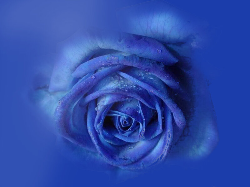 blue rose with water droplets